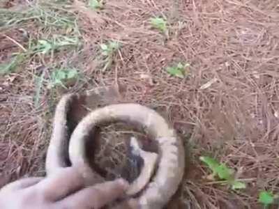 🔥 A hognose putting on an Oscar-worthy performance 🔥