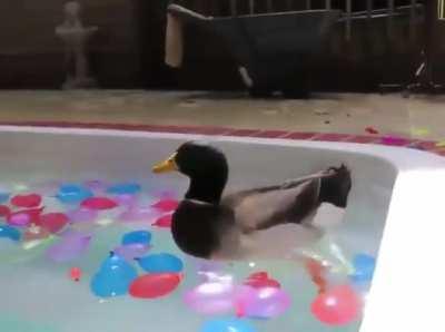 Jerry: the great pool defender