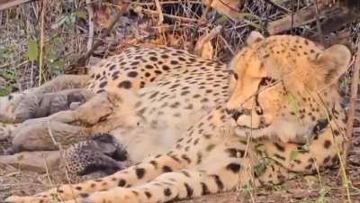 The first cheetah born in India in 70 years, Mukhi has given birth to 5 cubs