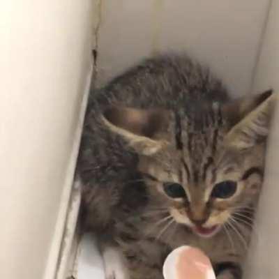 Feisty feral kitten is offered some food