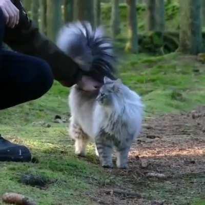 This kitty has magnificent tail!