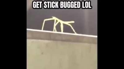 2 dead memes walk into a bar