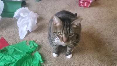 His morning ritual is to yell at me.