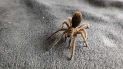 Little Tarantula (G.Pulchra) walking with it's rump in the air