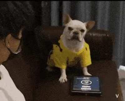 When your human pet doesn't know how to behave