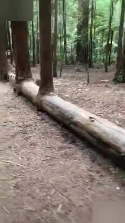 A nurse log - trees growing on top of a dead tree.