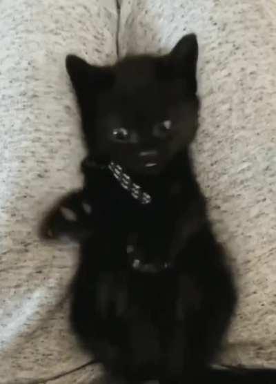 Kitty suddenly realizes that it has 4 paws