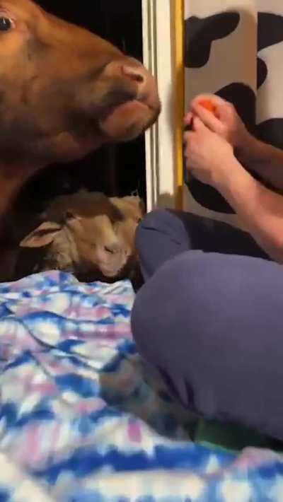 Littles’ Carrot Drive Thru