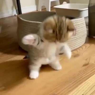 Fugitive of the law attempts to outsmart authority