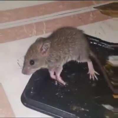 I know it's a mouse but still, it's funny
