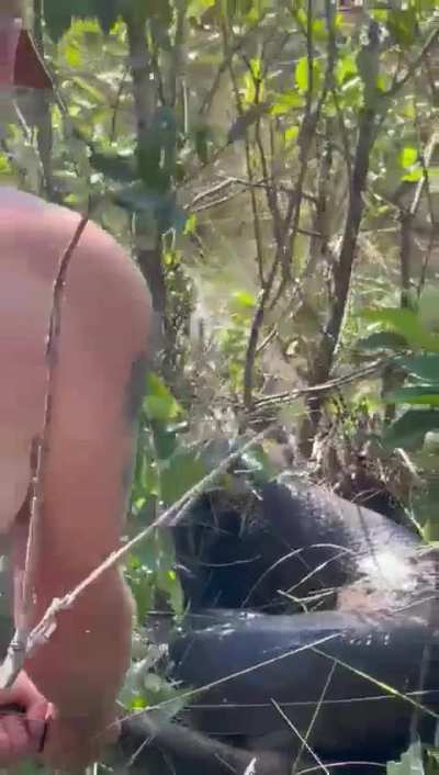 Really giant anaconda engraved in Brazil.