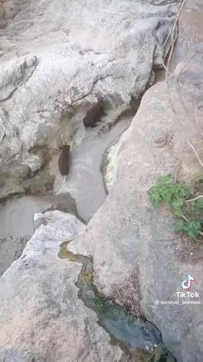 This little piggy went wee wee wee all the way home