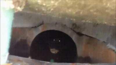 Sewer gators are real and they could be in your neighborhood