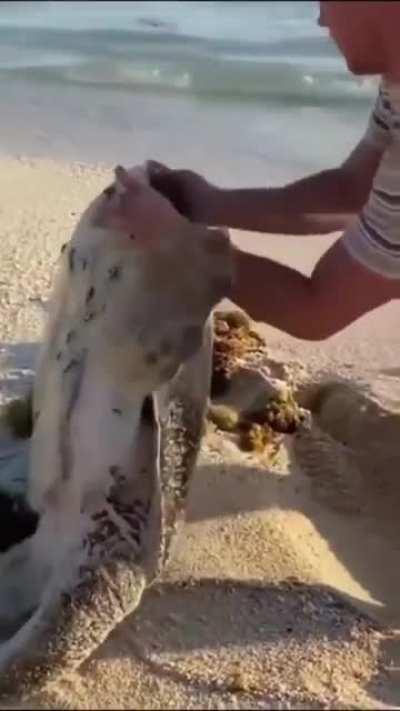 This cruel Jabroni lures a sea turtle to land just to flip it over and nestle it into the sand!