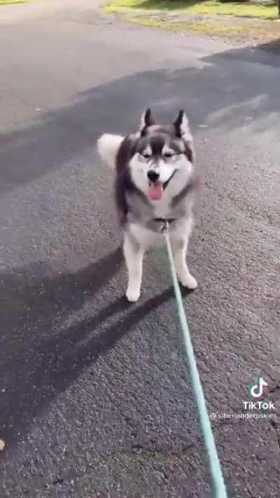 When you have not one, but two stubborn huskies