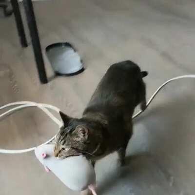 She did a few laps to make sure everyone knew she got the rat.