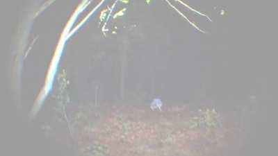 Okay, ugh, so I'm super nervous posting this, but here goes. My friend and I are making a bodycam style horror game inspired by P.T. where you're lost in a hyper realistic forest and must find your dog, Teddy.