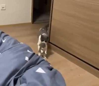 Cat brings her kittens every night to her human’s bed as a sign of trust..