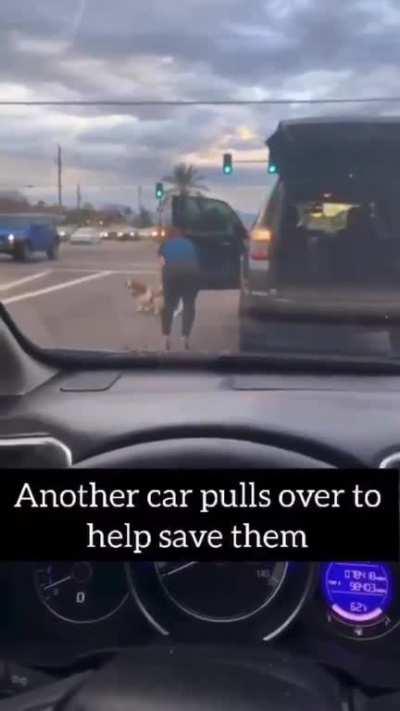 A brave lady gets out of her car to save a stray dogs from traffic and risks her life!