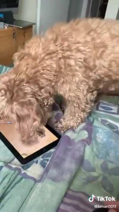 Dog vs IPad game...
