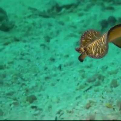 Flatworm Friday is here