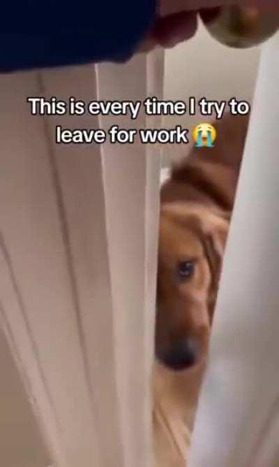 Sad doggo :(