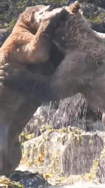 Brutal bear fight left one participant with a huge wound on his leg.