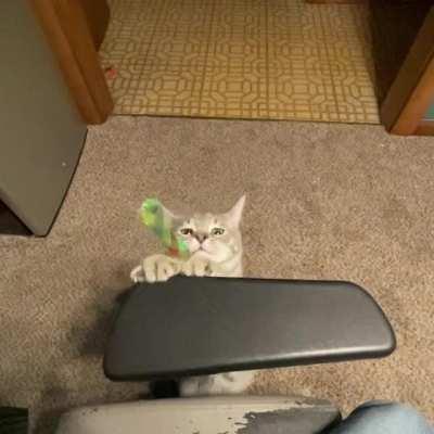 Got it! Wait. Got it! Wait. Got it!!!