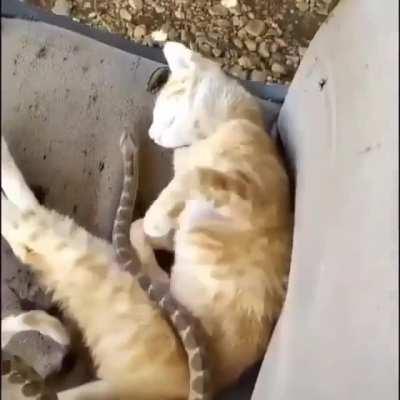 Да, вот тут погладь, мррр...ОХТЫЖБЛЯТЬ!