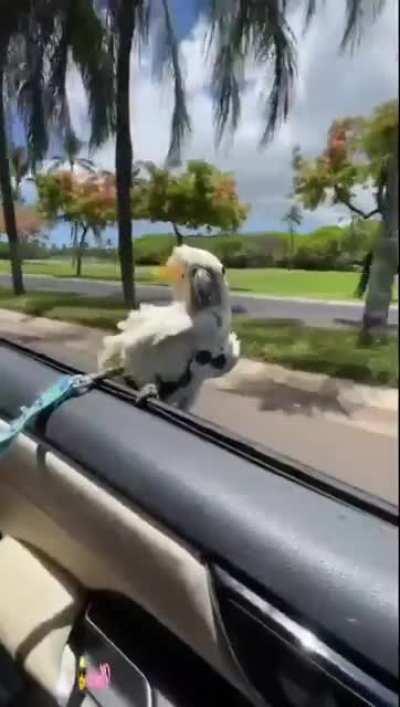 Living life in the fast lane