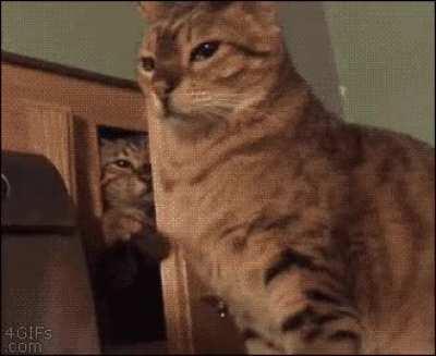 Hitcat comes from the most hidden of places