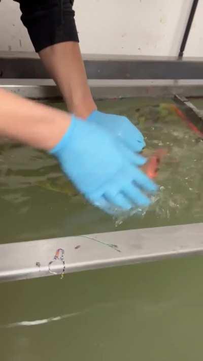 Hydro dipping leaf Ball