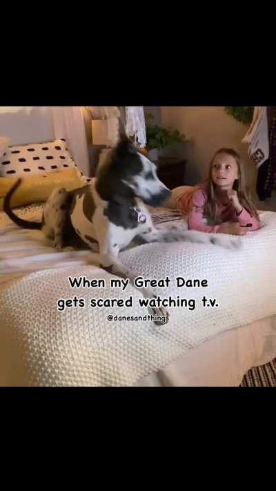 Does your dog get scared watching t.v.