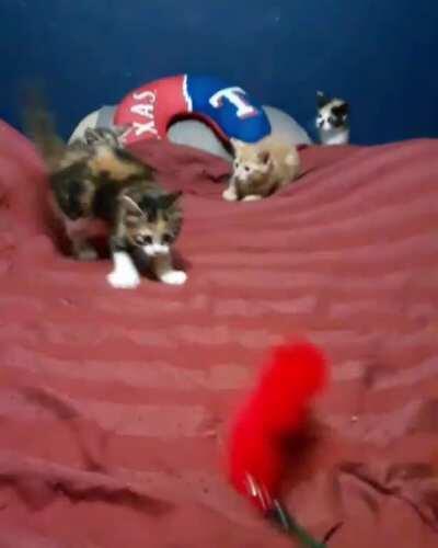 My 5 week old foster babies are learning how to attack!