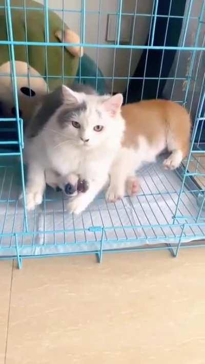 The cat knows in this line of work, you cannot show emotion.