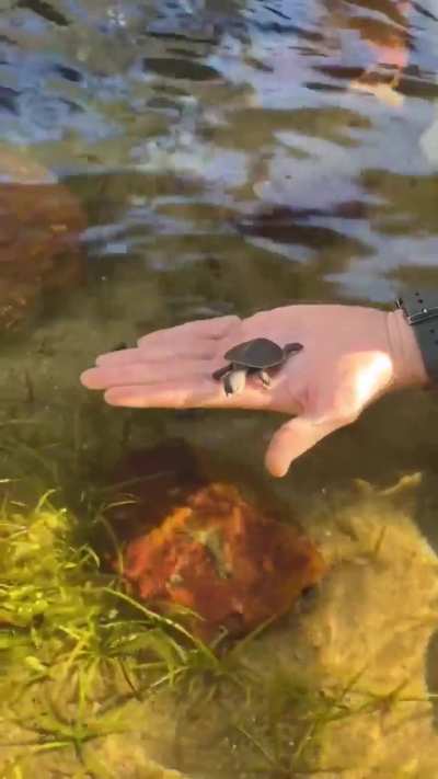 Steve Irwin’s son, Robert Irwin, becomes the first person to breed and hatch a turtle species his Dad discovered. Takes it out for its first swim.