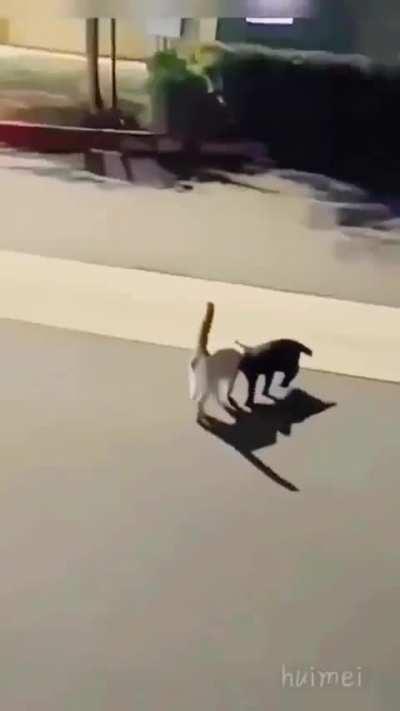 He's her shadow ❤️