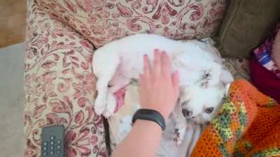 Molly waves her paw when she wants more pets (belly edition)