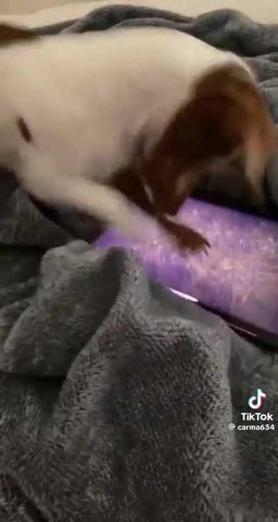 The antichrist has made dogs addicted to phones