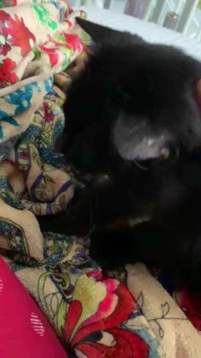 Poor Miss. Shadow and her wheezy little purrs ><