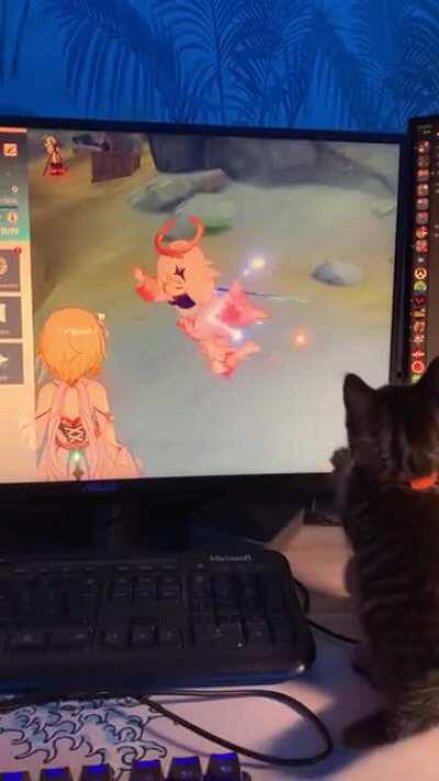 Even kitten thinks Paimon is emergency food