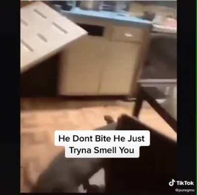 He ain’t gonna bite