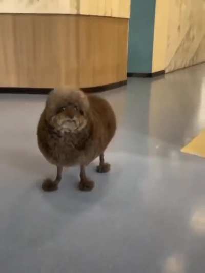 THE FUNNIEST DOGS CUT I'VE EVER SEEN 