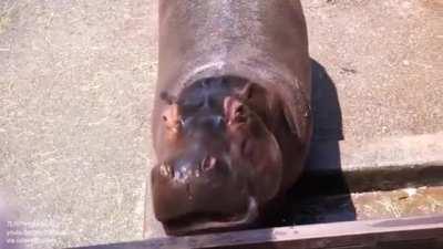 Watermelon death machine