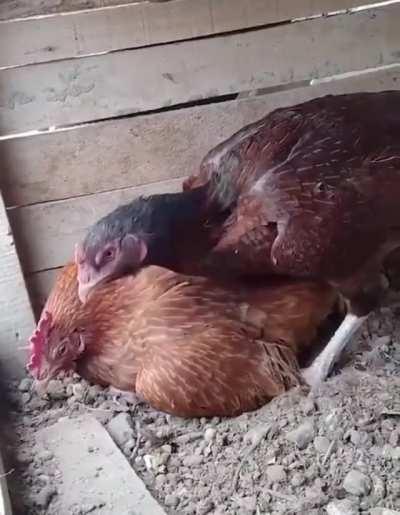 This chicken is sloppy when incubating and the other chicken warns it