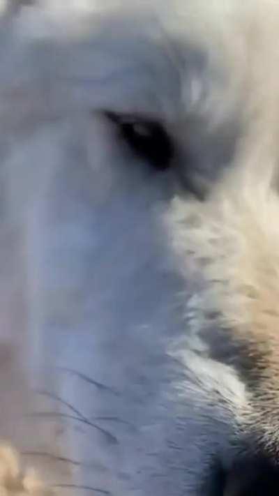 Big boi expressing his opinions