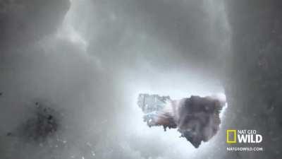 Wolverines can be taught to rescue avalanche survivors.