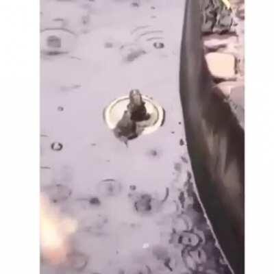 The froggy version of the titanic door scene