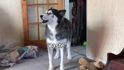 Why do I like Husky? This is the reason. Husky is the king of clowns