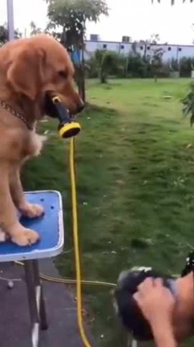 Golden (retriever) shower